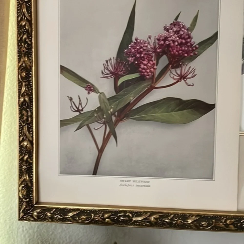 🖤5/$25 Antique Botanical Print Original natural home decor milkweed flower